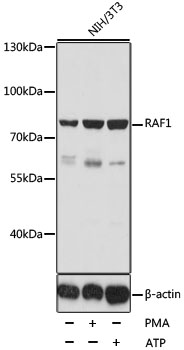 Anti-RAF1 Antibody