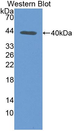 Western Blot; Sample: Recombinant protein.