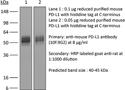 InVivoMab anti-mouse PD-L1 (B7-H1)