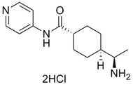 ROCK inhibitor Y-27632 | Hello Bio