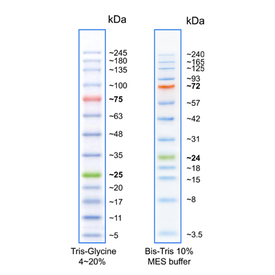 TriColor Broad Protein Ladder (3.5-245 kDa) - 100 applications