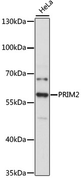 Anti-PRIM2 Antibody