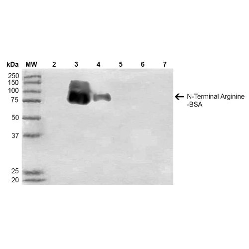 N-terminal Arginylation Antibody, Clone 11G1: Biotin