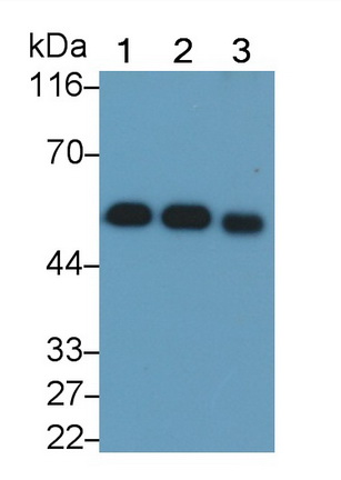 Western Blot; Sample: Lane1: Human Serum; Lane2: Human Placenta lysate; Lane3: Human Lung lysate Primary Ab: 0.4µg/ml Mouse Anti-Human DBP Antibody Second Ab: 0.2µg/mL HRP-Linked Caprine Anti-Mouse IgG Polyclonal Antibody (Catalog: SAA544Mu19)