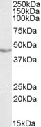 Anti-TDP43 Antibody