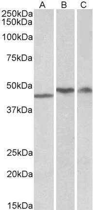 Anti-TDP43 Antibody