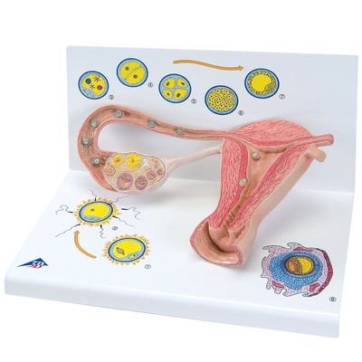 3B Stages of Fertilization Model
