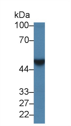 Western Blot; Sample: Porcine Kidney lysate; Primary Ab: 1µg/ml Rabbit Anti-Human LDB1 Antibody Second Ab: 0.2µg/mL HRP-Linked Caprine Anti-Rabbit IgG Polyclonal Antibody