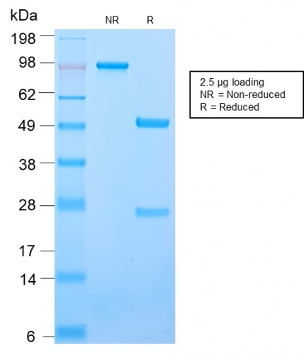 Anti-ICAM3 Antibody [ICAM3/2873R] - BSA and Azide free