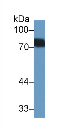 Western Blot; Sample: Human Urine; Primary Ab: 1µg/ml Rabbit Anti-Human BTD Antibody Second Ab: 0.2µg/mL HRP-Linked Caprine Anti-Rabbit IgG Polyclonal Antibody