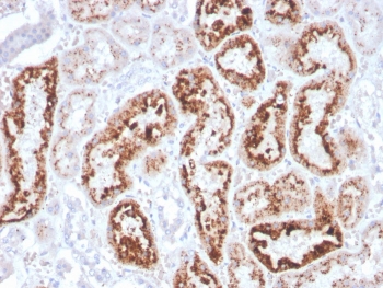 IHC staining of FFPE human kidney with RBP4 antibody. HIER: boil tissue sections in pH 9 10mM Tris with 1mM EDTA for 20 min and allow to cool before testing.