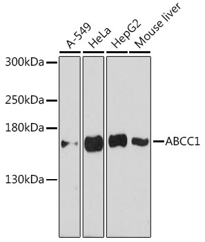 Anti-ABCC1 Antibody