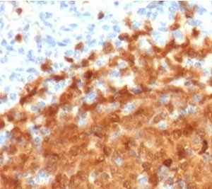 IHC testing of FFPE human spleen with BOB-1 antibody (clone PD2AF1-1). HIER: boil tissue sections in pH 9 10mM Tris with 1mM EDTA for 10-20 min followed by cooling at RT for 20 min.