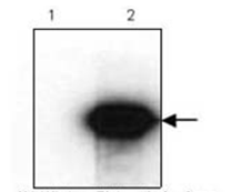 Anti-HA Tag Antibody [HA52]