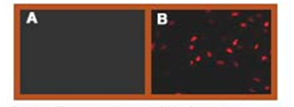 Anti-HA Tag Antibody [HA52]