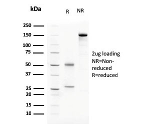 SDS-PAGE analysis of purified, BSA-free C1QA antibody as confirmation of integrity and purity.