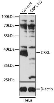 Anti-CRKL Antibody
