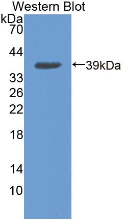 Western Blot; Sample: Recombinant protein.