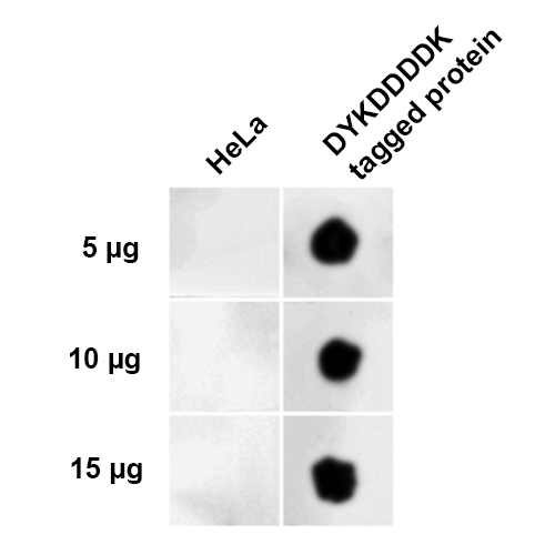 DYKDDDDK Tag Antibody (Equivalent to Sigma's Anti-FLAG® M2 Antibody): ATTO 488