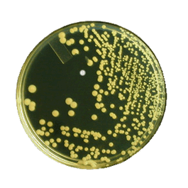 Pharma-Choice® TSA (Tryptic Soy Agar) Plates - TSA (Tryptic Soy Agar) 15 x 100 mm plate - 10 ea