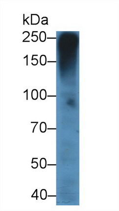 Western Blot; Sample: Human Lung lysate; <br/>Primary Ab: 2µg/ml Mouse Anti-Human MUC5AC Antibody<br/>Second Ab: 0.2µg/mL HRP-Linked Caprine Anti-Mouse IgG Polyclonal Antibody<br/>(Catalog: SAA544Mu19)