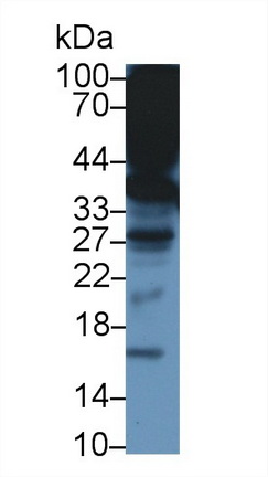Western Blot; Sample: Mouse Liver lysate; ;Primary Ab: 1µg/ml Rabbit Anti-Mouse TTPa Antibody;Second Ab: 0.2µg/mL HRP-Linked Caprine Anti-Rabbit IgG Polyclonal Antibody;