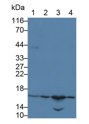 Western Blot; Sample: Lane1: Rat Lung lysate; Lane2: Rat Colon lysate; Lane3: 3T3-L1 cell lysate; Lane4: SGC7901 cell lysate Primary Ab: 0.2µg/ml Mouse Anti-Rat EDN1 Antibody Second Ab: 0.2µg/mL HRP-Linked Caprine Anti-Mouse IgG Polyclonal Antibody (Catalog: SAA544Mu19)