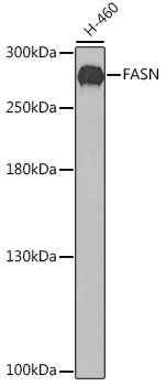 Anti-FASN Antibody