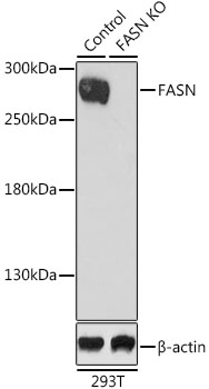 Anti-FASN Antibody