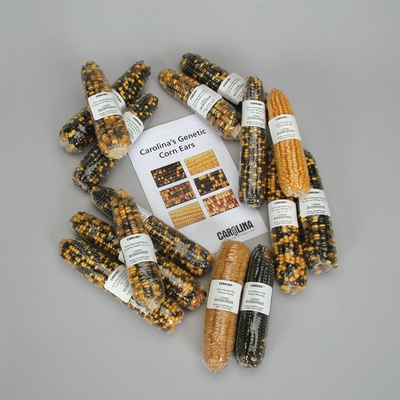 Corn Genetics Set