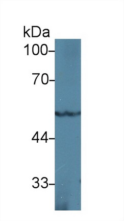 Western Blot; Sample: Rat Heart lysate; <br/>Primary Ab: 1µg/ml Rabbit Anti-Mouse PPARg Antibody<br/>Second Ab: 0.2µg/mL HRP-Linked Caprine Anti-Rabbit IgG Polyclonal Antibody<br/>(Catalog: SAA544Rb19)