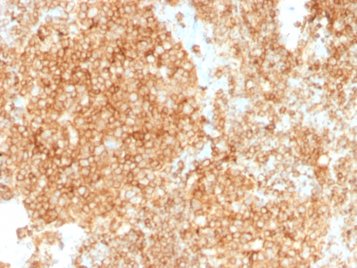 Anti-CD45 Antibody [PTPRC/1147 + PTPRC/1460] - BSA and Azide free