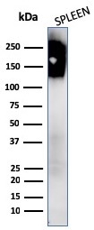 Anti-CD45 Antibody [PTPRC/1147 + PTPRC/1460] - BSA and Azide free