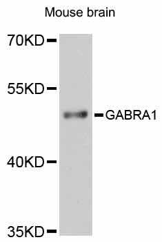 Anti-GABRA1 Antibody