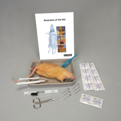 Rat Anatomy Kit with Dissecting Set