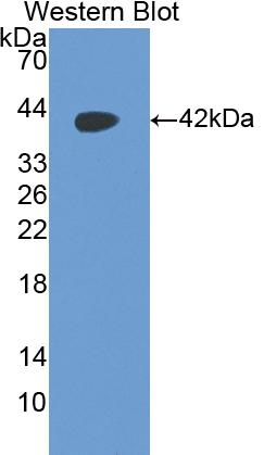 Western Blot; Sample: Recombinant protein.