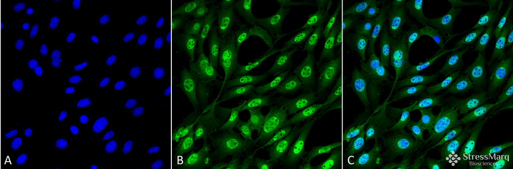 Ubiquitin Antibody, Clone FK2