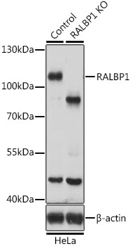 Anti-RALBP1 Antibody