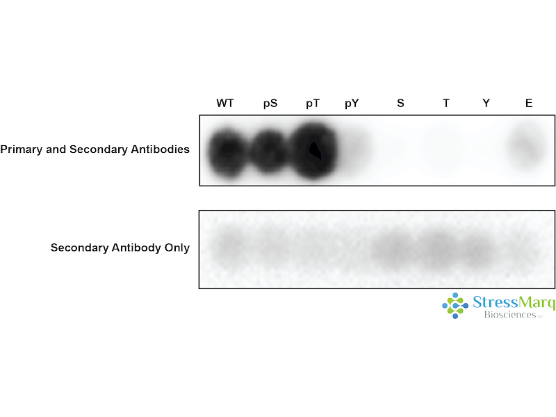 LKB1 Antibody (pSer428): ATTO 488