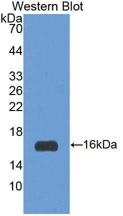 Western Blot; Sample: Recombinant protein.