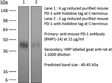 InVivoPlus anti-mouse PD-1 (CD279)