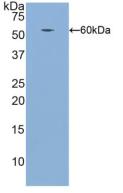 Western Blot; Sample: Recombinant ITGb1, Human.