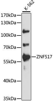 Anti-ZNF517 Antibody