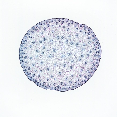 Corn Stem Slide, c.s.