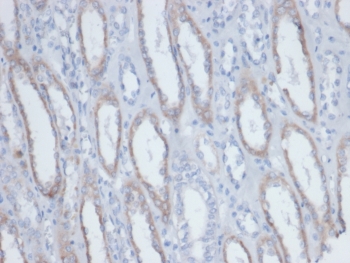 IHC staining of endogenous biotin in FFPE human kidney tissue with Biotin antibody (clone BTN/403). HIER: boil tissue sections in pH 9 10mM Tris with 1mM EDTA for 20 min and allow to cool before testing.