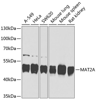 Anti-MAT2A Antibody