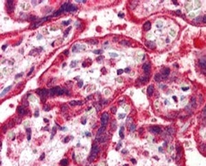 IHC testing of FFPE human placenta with NEIL1 antibody at 5ug/ml. HIER: steamed with pH6 citrate buffer, AP-staining.