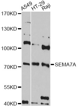 Anti-SEMA7A Antibody