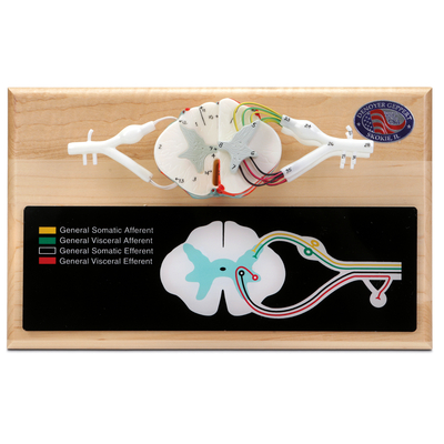 Denoyer-Geppert Deluxe Human Spinal Cord Model