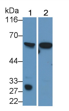 Western Blot; Sample: Recombinant protein.